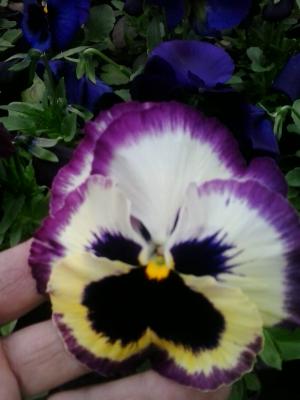 Flori de gradina calitate superioara