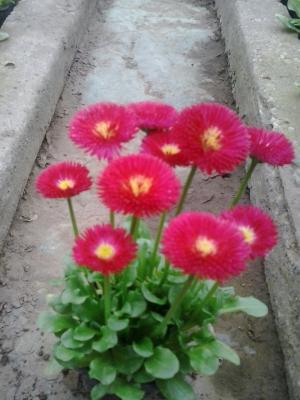 Flori de gradina calitate superioara