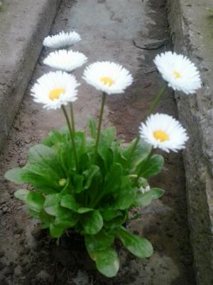 Flori de gradina calitate superioara