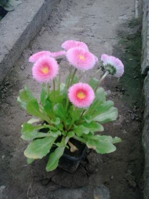 Flori de gradina calitate superioara