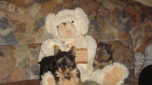 Vand pui Yorkshire Terrier