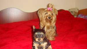 Vand pui Yorkshire Terrier