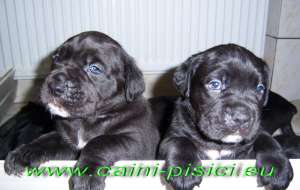 Vand catelusi Cane Corso atent selectati