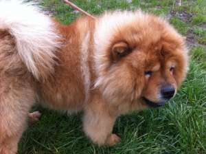 monta chow chow