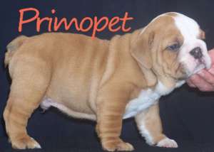 Bulldog Englez de Vanzare-