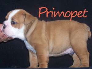Bulldog Englez de Vanzare-