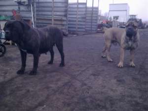 catei cane corso