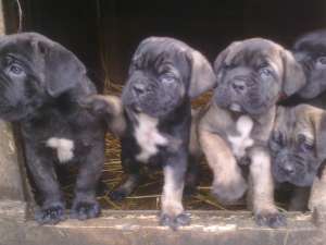 catei cane corso