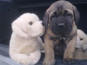 catei cane corso