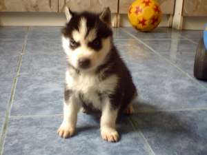 pui husky