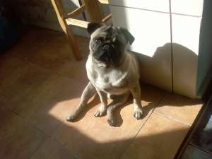 Ofer mascul mops pentru monta