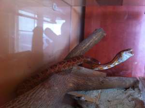 Sarpe de porumb cu terariu