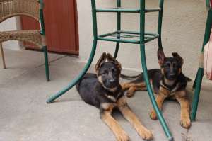 Cateluse ciobanesc german cu pedigree