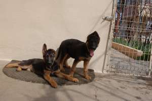 Cateluse ciobanesc german cu pedigree