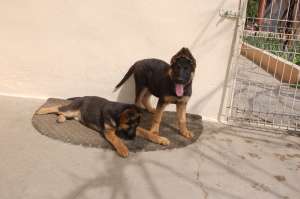 Cateluse ciobanesc german cu pedigree