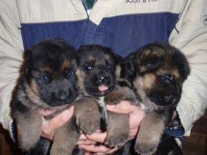 Pui ciobanesc german cu pedigree
