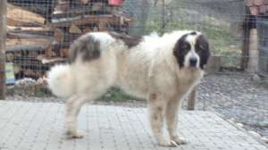 Catel mascul ciobanesc romanesc de Bucovina