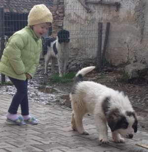 Catel mascul ciobanesc romanesc de Bucovina