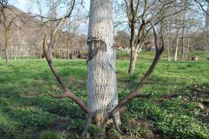 Vand Coarne de cerb