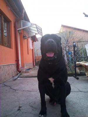 Ofer pentru monta mascul cane corso