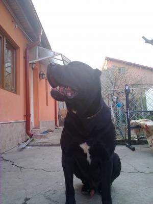 Ofer pentru monta mascul cane corso