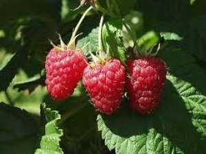 Butasi fructe de padure