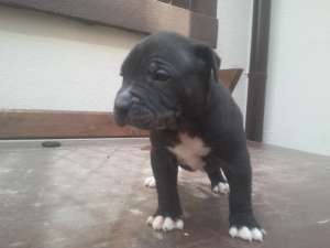 VAND catei BULLY