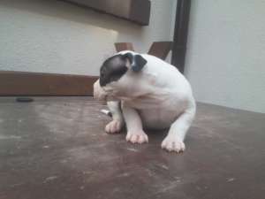 VAND catei BULLY