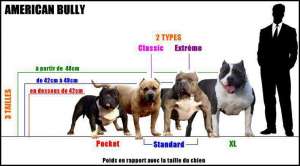 VAND catei BULLY