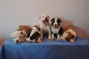 Pui amstaff din parinti campioni