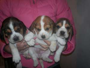 BEAGLE - poze reale !!