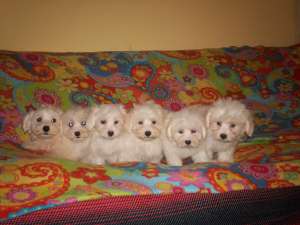 BICHON MALTEZ - poze reale !!