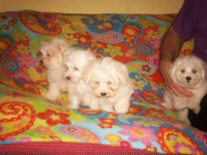 BICHON MALTEZ - poze reale !!