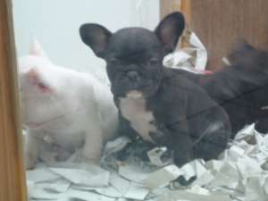 BULLDOG FRANCEZ - fara avans - poze reale !!