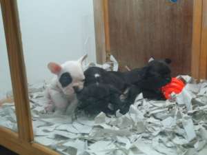 BULLDOG FRANCEZ - fara avans - poze reale !!
