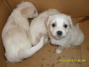 puiuti bichon maltese toy suberbi!!!
