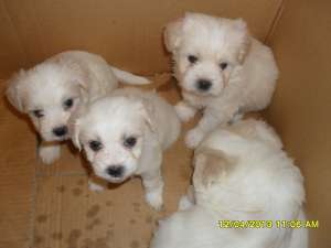 puiuti bichon maltese toy suberbi!!!