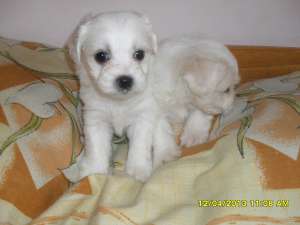 puiuti bichon maltese toy suberbi!!!