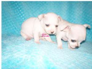 CHIHUAHUA - fara avans - poze reale !!