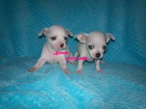 CHIHUAHUA - fara avans - poze reale !!