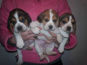 BEAGLE - fara avans - poze reale !!