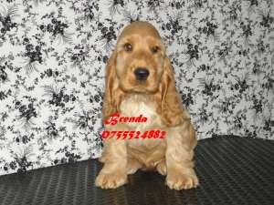COCKER SPANIEL - fara avans - poze reale !!