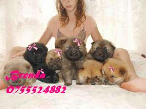 CHOW CHOW - fara avans - poze reale !!