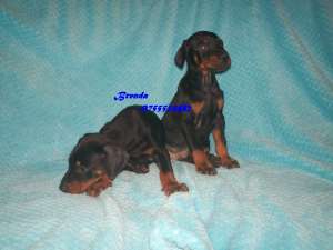 DOBERMAN - fara avans - poze reale !!