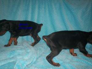 DOBERMAN - fara avans - poze reale !!