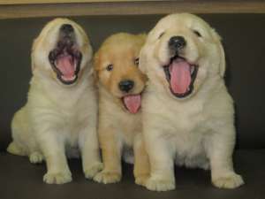GOLDEN RETRIEVER - fara avans - poze reale !!
