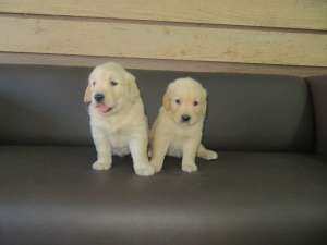 GOLDEN RETRIEVER - fara avans - poze reale !!