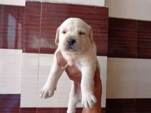 LABRADOR RETRIEVER - fara avans - poze reale !!