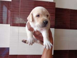 LABRADOR RETRIEVER - fara avans - poze reale !!