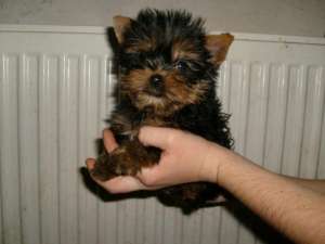 YORKSHIRE TERRIER - fara avans - poze reale !!